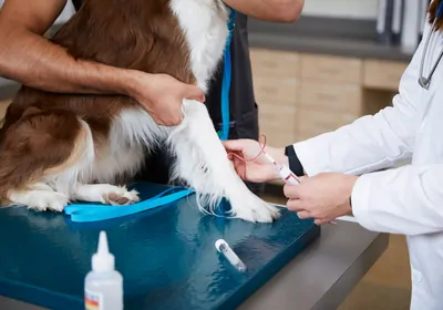 A vet and technician take a sample from a dog for use in PetDx&rsquo;s OncoK9 test, which screens cell-free DNA for genomic alterations associated with cancer.